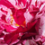 Purper - wit - Floribunda roos - New Imagine